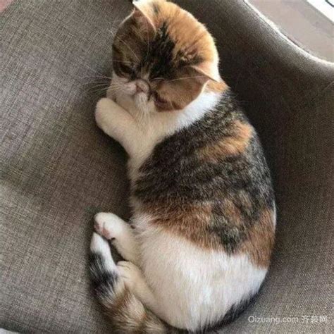 猫进家里|猫进家门，能赶走吗？揭秘神秘猫咪的来历与寓意